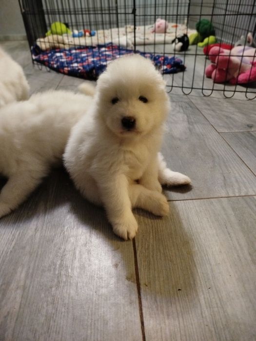 Samoyed suczka szuka domu