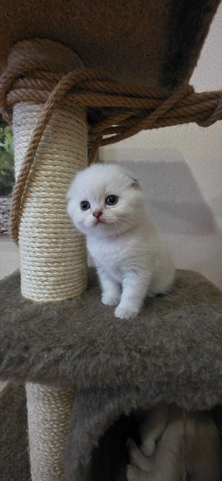 Кошенята шотландські