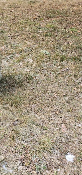 продам земельну ділянку в с. Посад-Покровське під ОСГ площею 1,5 га