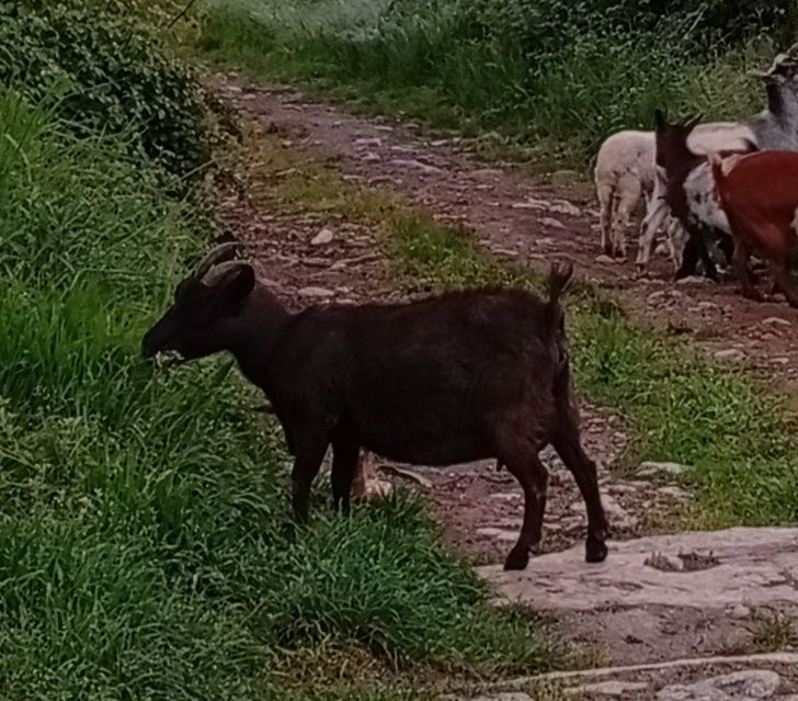 Cabras micro anãs