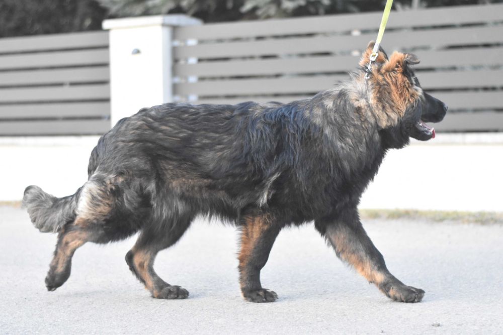 Owczarek Staroniemiecki ... ( Długowłosy czarny  / wilczasty  )