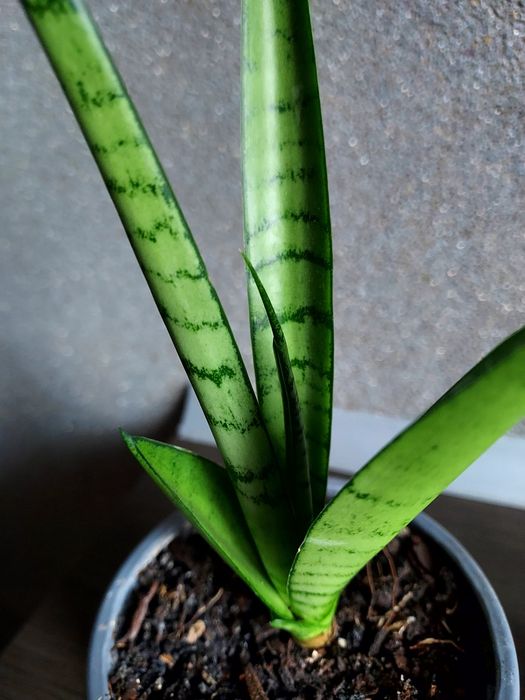 Sansevieria Green Parrot