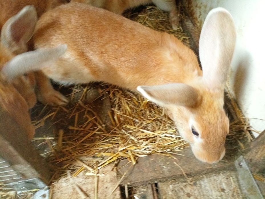 Coelhos (machos e fêmeas) com cerca de 3 meses