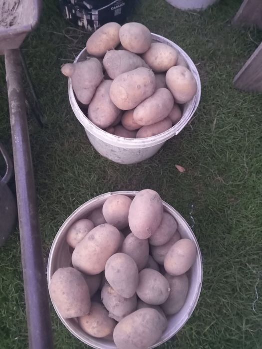 Продам картоплю,