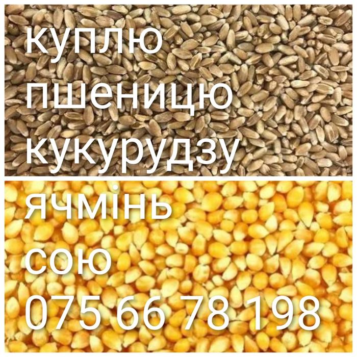 Зерно зерно зерно