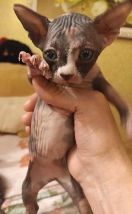 Котята Канадский сфинкс и эльфы