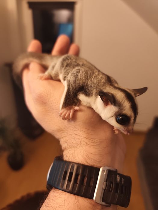 Lotopałanka karłowata młode samiec i samica