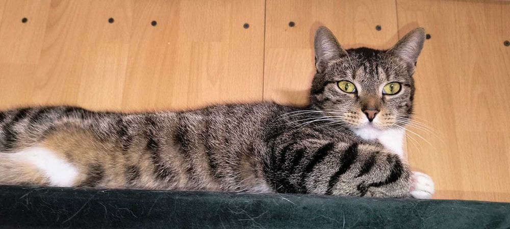 Jędrek – Twoje Rozgadane Serduszko na Czterech Łapkach