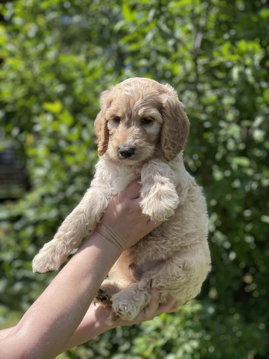 Irishdoodle f1b - badania genetyczne