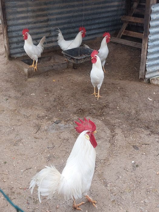 Casal galinhas Azur (poedeira ovos azuis)