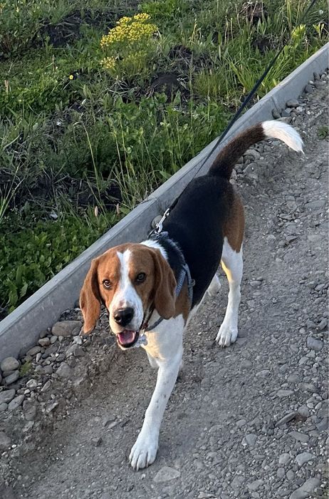 Вʼязка, собака бігль