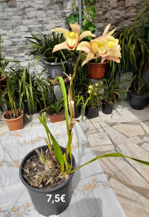 Orquídeas Lindas de várias cores