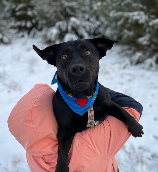 Wronka w typie labradora do adopcji ze schroniska