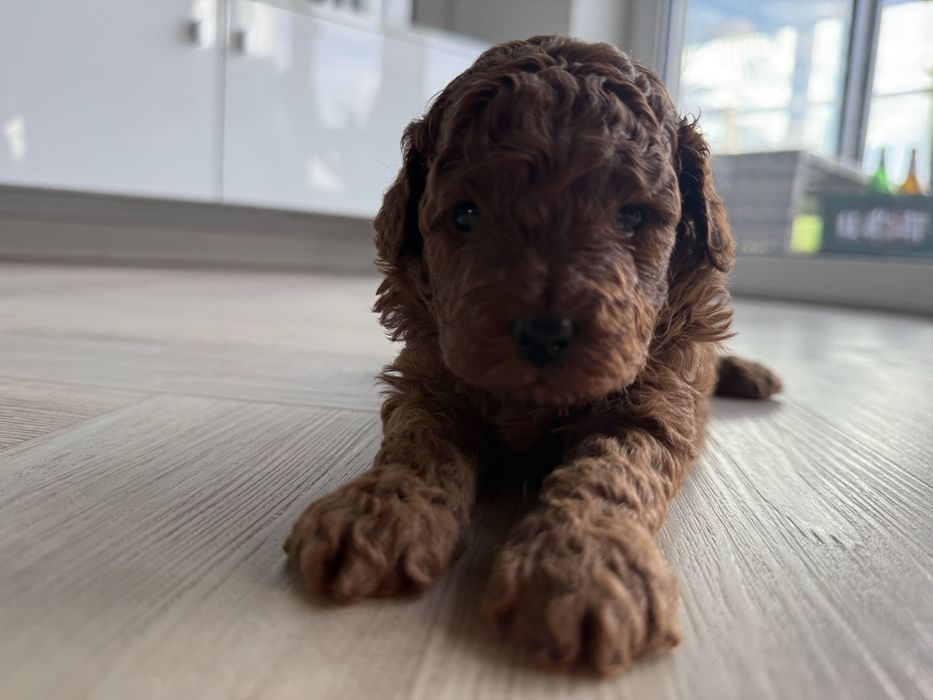 Pudel Toy Red Brown piesek rodowod badania