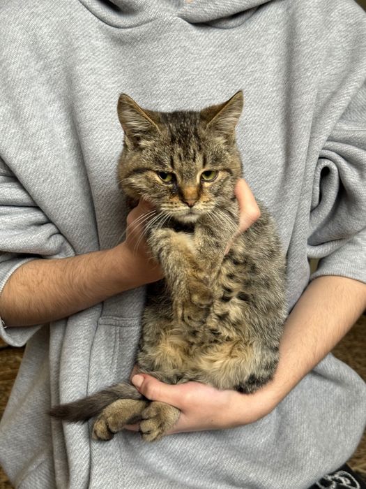 Кошенята хлопчики