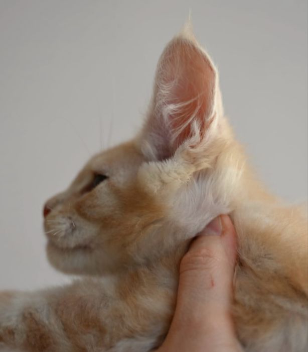 Maine coon kocur FPL opcja hodowlana