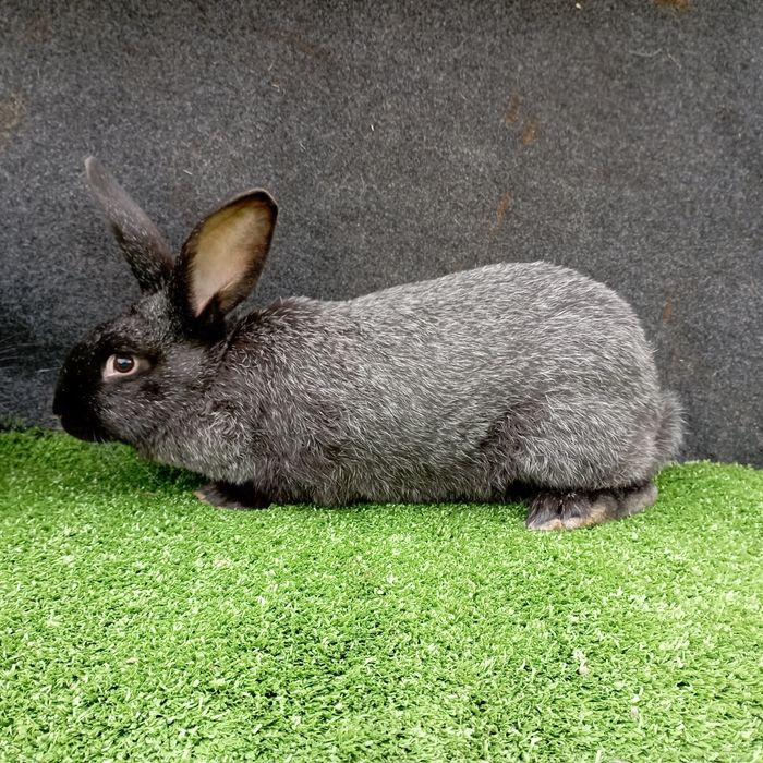 Кролі.Кролиці . Полтавське срібло. Крілики