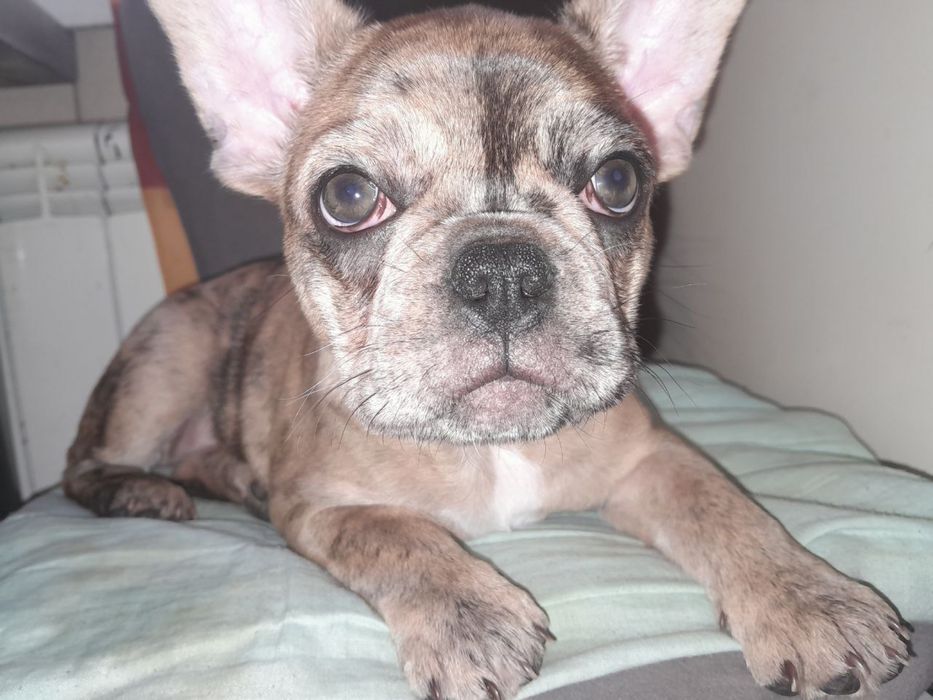 Французский бульдог