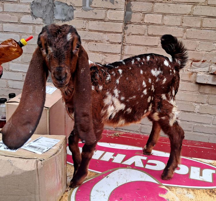 Козлик 75 % камори 25% нубиец