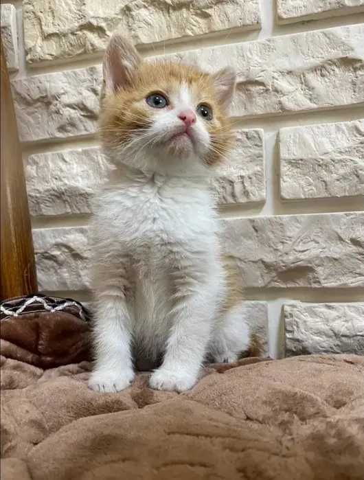Котенок котята малыши бесплатно