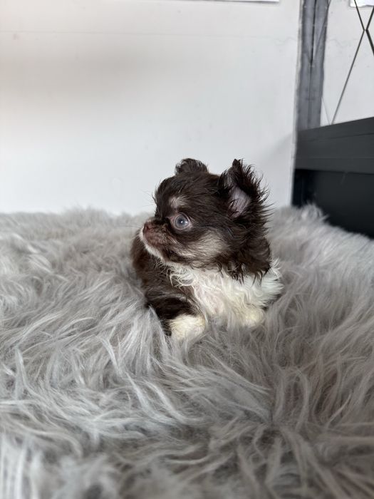 “MENINA“ Chihuahua “MINI” de bolsa , pêlo longo