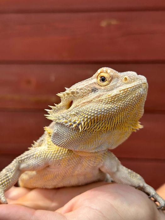 Agama brodata z terrarium 100x50x50