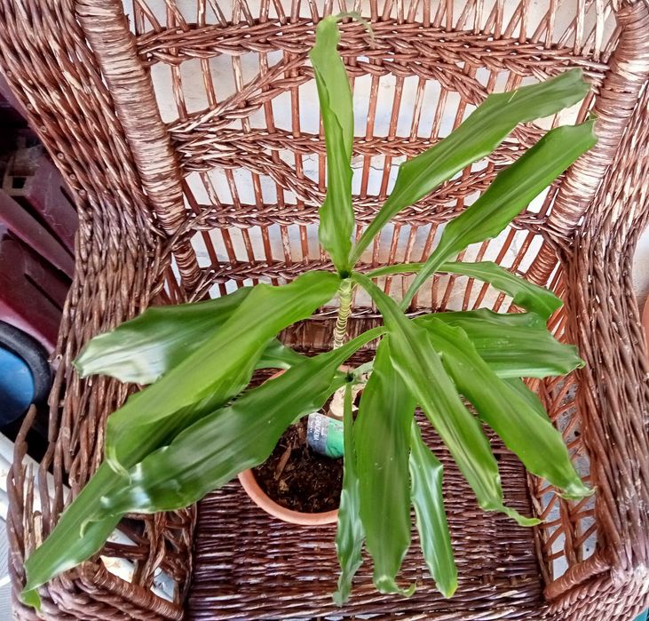 Dracaena fragans 67 cm