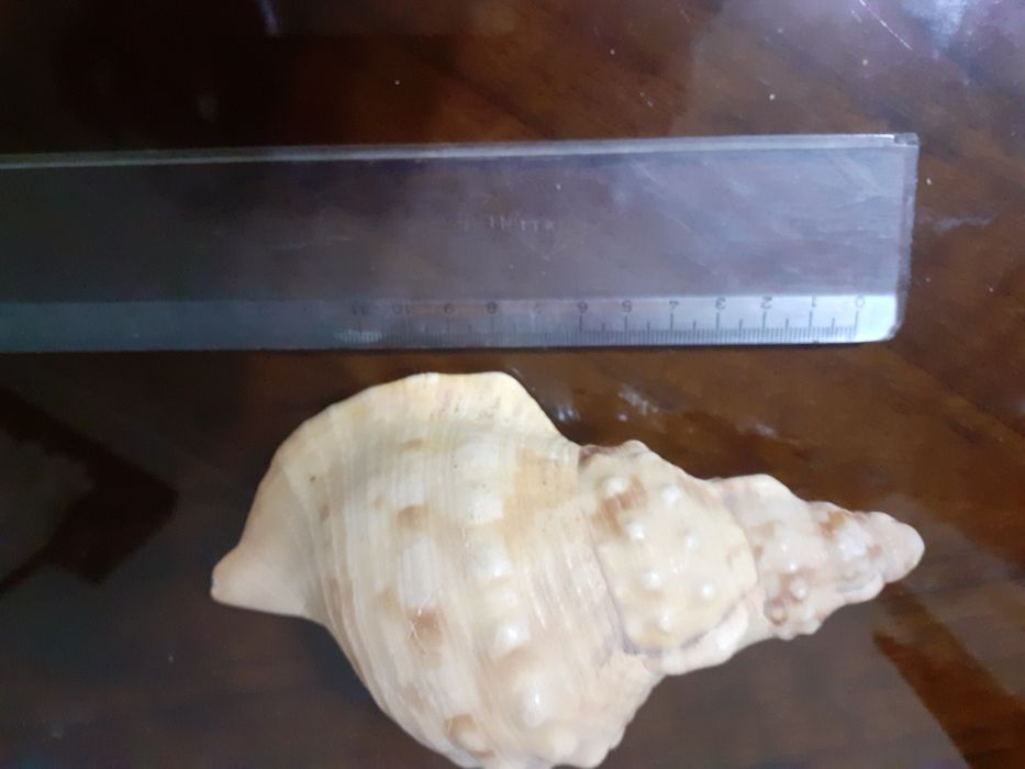 Sea Spider Shell and Conch426579859310520323