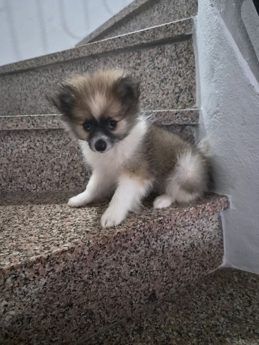 Spitz alemão macho