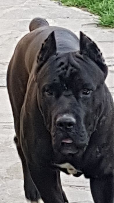 Вязка Кане Корсо