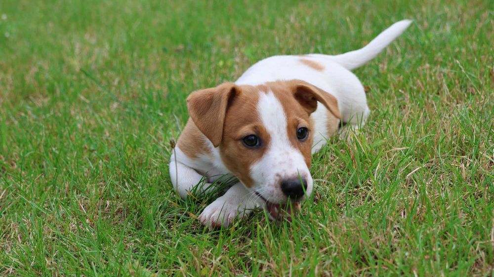 Piesek HARIBO Jack Russell Terrier z hodowli "BREFIO"-gotowy na nowy dom