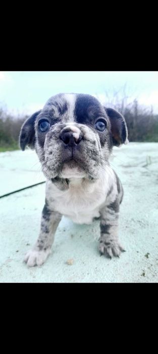 Bulldog francês macho OLHOS AZUIS.