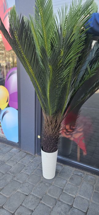 Продам искусственный цикас