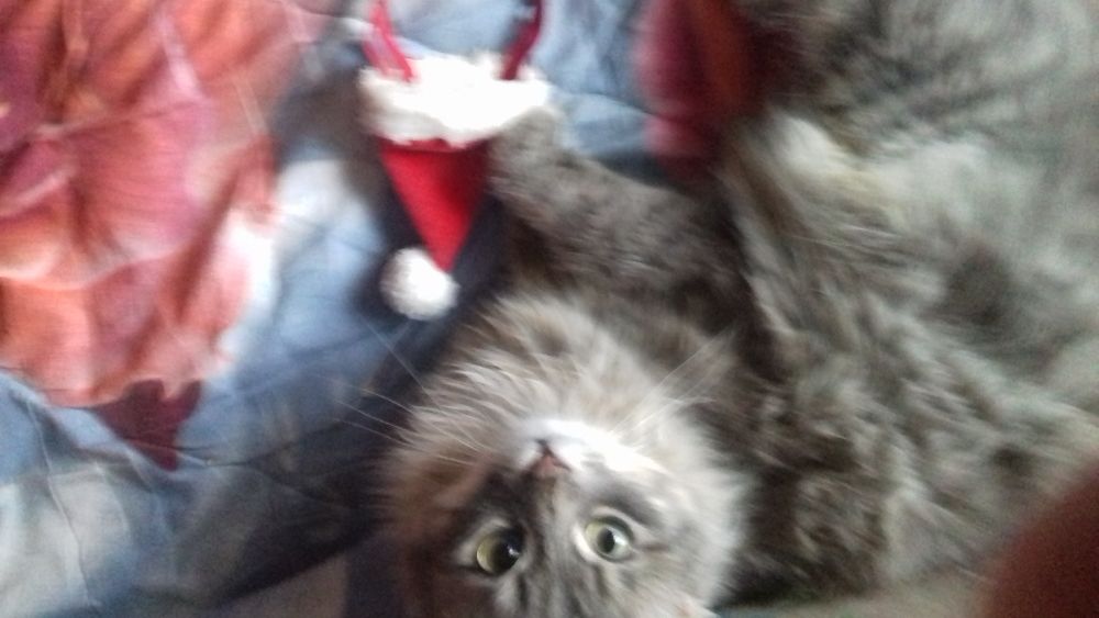 Отдам в добрые руки кота