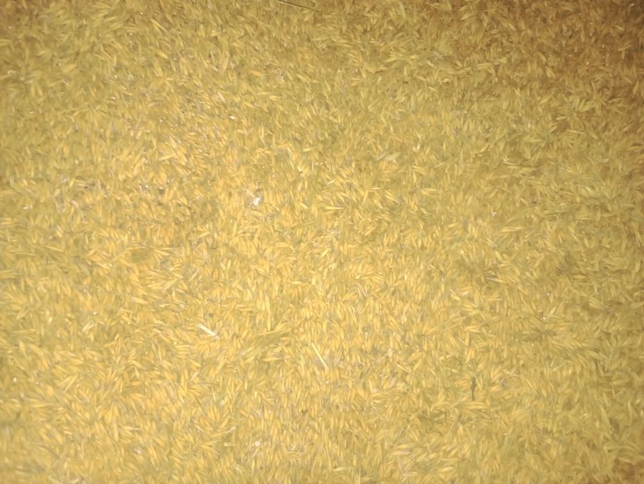 Sprzedam owies 60 zł za metr zbiór 2025r