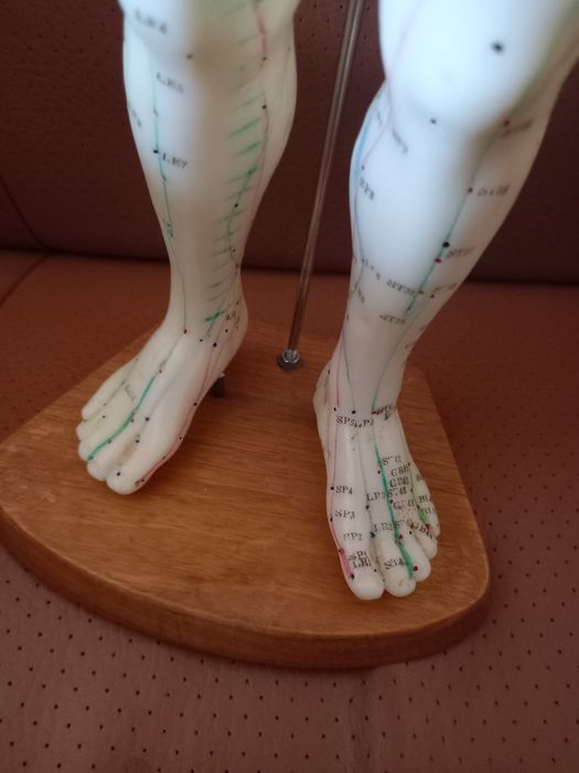Modelo anatómico humano acupuntura
