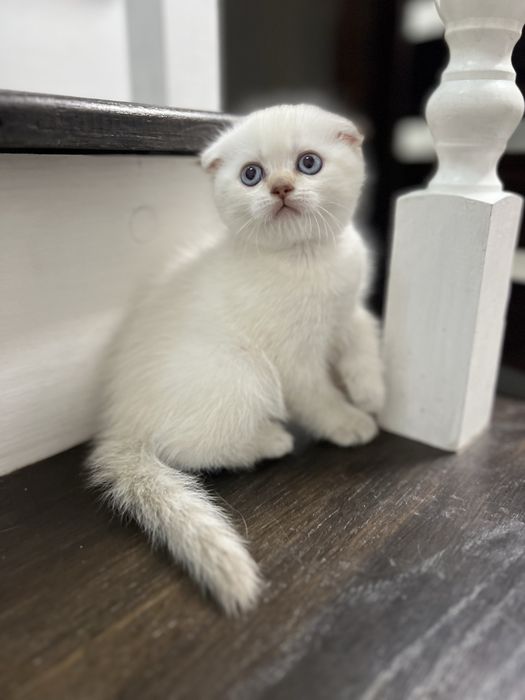 Шотландський котик