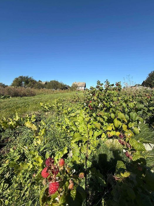 Земельна ділянка з будинком|с.Соснівка|Рівненська обл