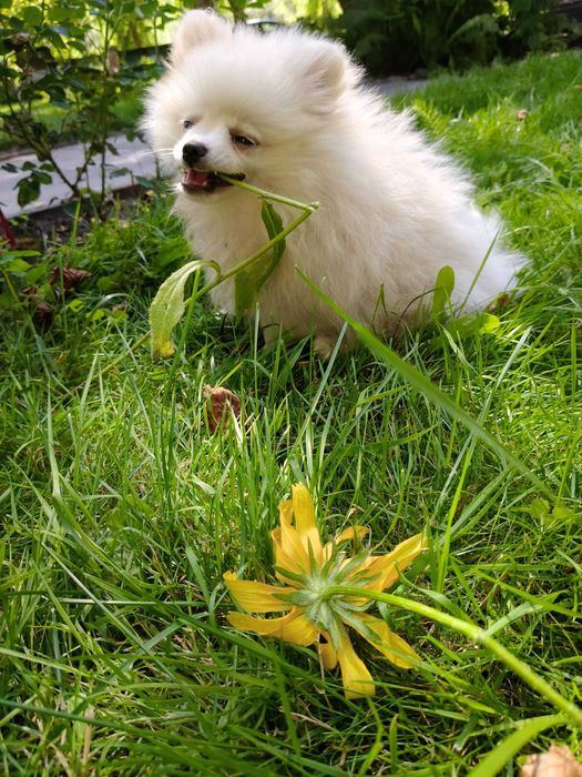 POMERANIAN szpic miniaturowy ZKwP FCI