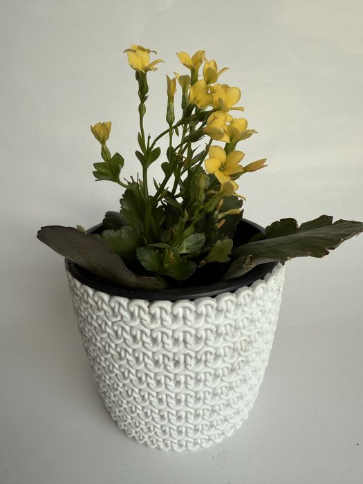 Kalanchoe sukulent w białej osłonce