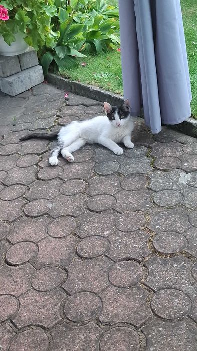 Kotki  oddam w dobre ręce