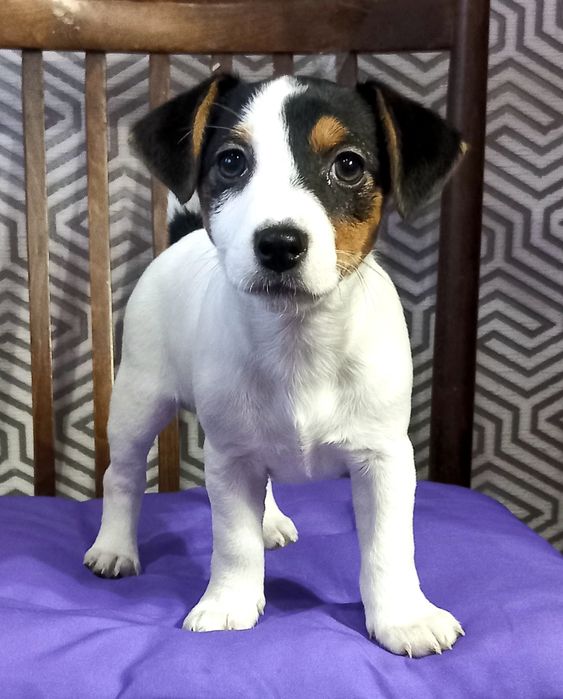 Цуценя Джек рассел тер'єра