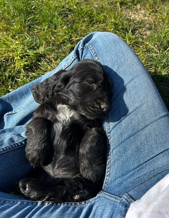 Cocker spaniel angielski