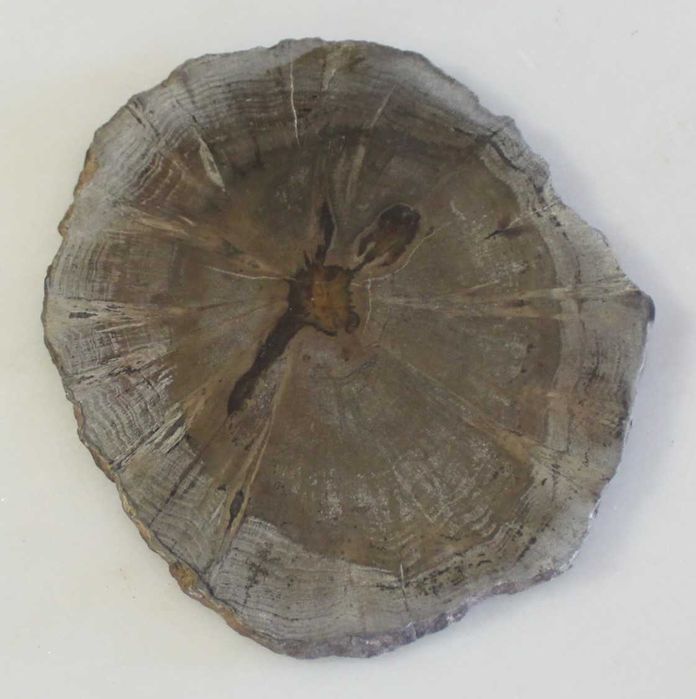 Conjunto de 5 Porta-copos de madeira petrificada, Natural, feito à mão