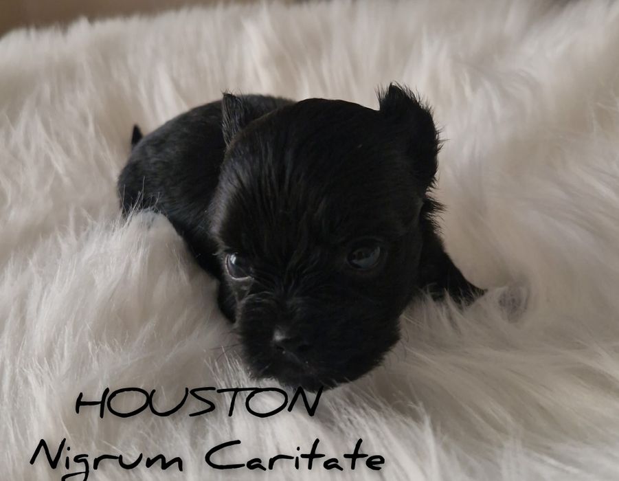 York black mini boy czarny mini chłopczyk