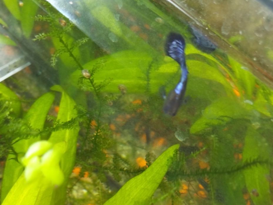 Gupoys purple dragon colour esrs, própria criação,trio 10€