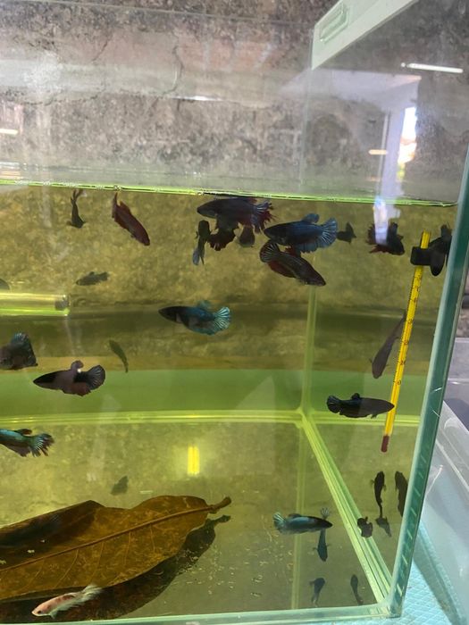 Lote de peixes betta para venda