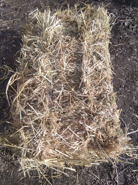 Продам тюки сіна