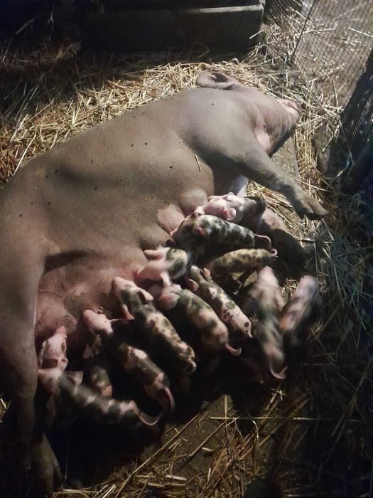 Свиноматки петрени в чистоті