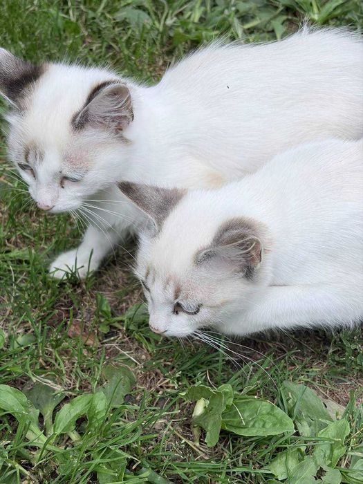 Віддаємо котиків у хороші руки